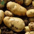 New Crop Bangladeshi Fresh Potatoes /Bangladeshi Potatoes/Potatoes Supplier